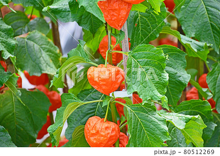 お盆に仏花として飾られる提灯のような赤いホオズキ 80512269