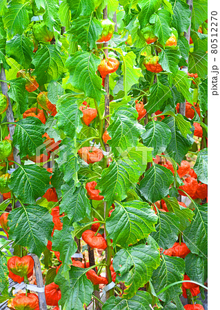 お盆に仏花として飾られる提灯のような赤いホオズキ 80512270