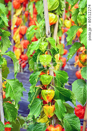 緑から赤色になる提灯のようなホオズキ 80512274