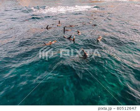 Fur Seals swimming in the water. Fur Seals swimming in the water. 80512647