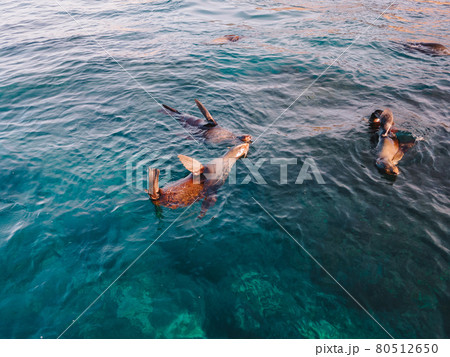 Fur Seals swimming in the water. Fur Seals swimming in the water. 80512650