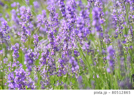ラバンディン系のラベンダー 80512865