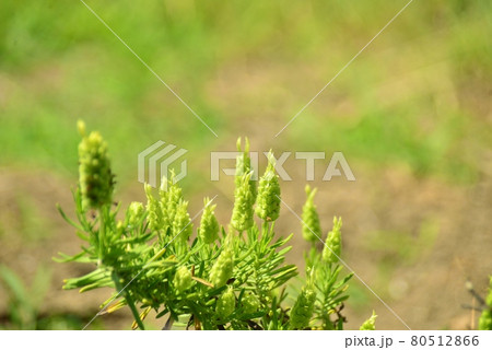 グリーンラベンダー 80512866