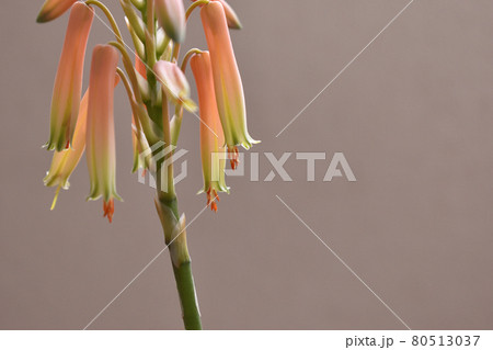 自宅にあるアロエの花が咲きましたの写真素材