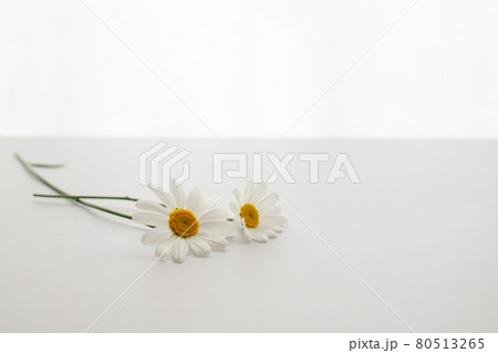 背景素材 柔らかな陽射しと庭に咲いた花 除虫菊 背景素材 柔らかな陽射しと庭に咲いた花 除虫菊 80513265
