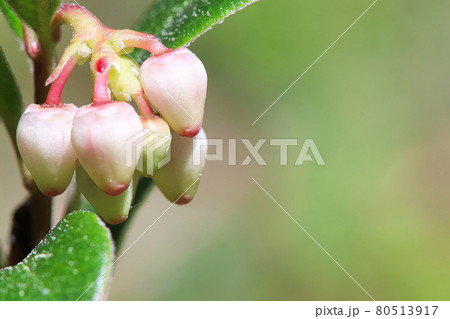 Macro of wild cranberry blossoms in the spring Macro of wild cranberry blossoms in the spring 80513917