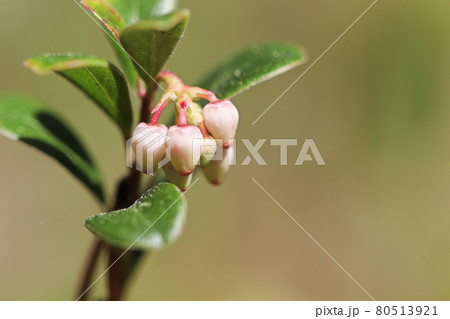 Macro of wild cranberry blossoms in the spring Macro of wild cranberry blossoms in the spring 80513921