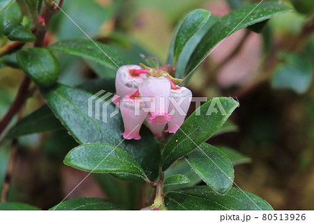 Macro of wild cranberry blossoms in the spring Macro of wild cranberry blossoms in the spring 80513926
