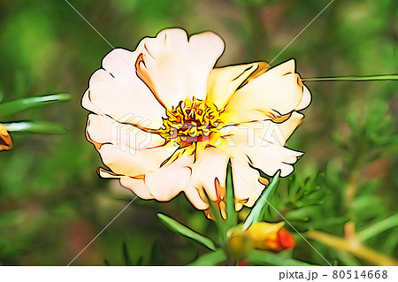 パステル調 ”マツバボタン” イラストイメージ パステル調 ”マツバボタン” イラストイメージ 80514668