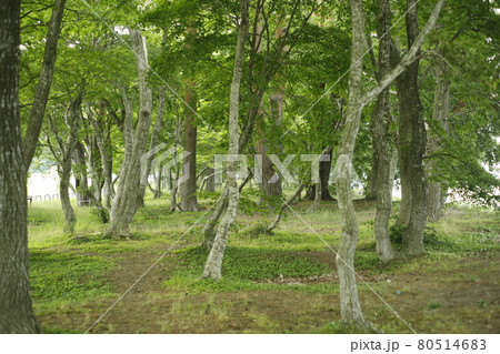 林 苔 芝生 木々 木陰 木と木の陰 林 苔 芝生 木々 木陰 木と木の陰 80514683
