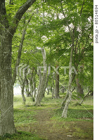 林 苔 芝生 木々 木陰 木と木の陰 林 苔 芝生 木々 木陰 木と木の陰 80514694