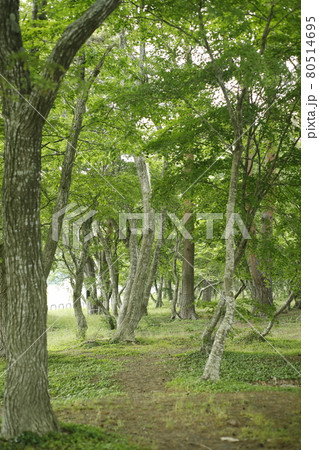 林　苔　芝生　木々　木陰　木と木の陰 80514695