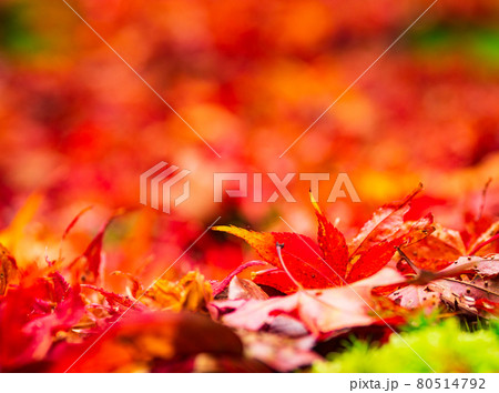 散り紅葉 曼殊院 散り紅葉 曼殊院 80514792