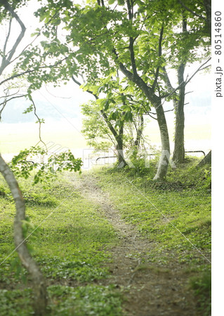 キャンプ場への小道 木 木々 遠く 木々に囲まれた小道 キャンプ場への小道 木 木々 遠く 木々に囲まれた小道 80514860