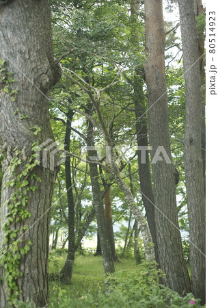キャンプ場からの散歩道　林の中の小道　林　苔　芝生　木々　木陰　木と木の陰 80514923