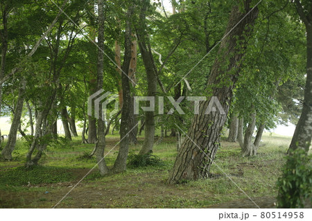 キャンプ場からの散歩道　林の中の小道　林　苔　芝生　木々　木陰　木と木の陰 80514958