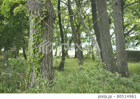 キャンプ場からの散歩道　林の中の小道　林　苔　芝生　木々　木陰　木と木の陰 80514961