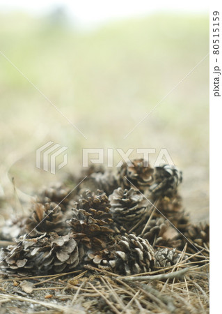 キャンプ場からの散歩道 発見 松ぼっくりの山 Pinecone キャンプ場からの散歩道 発見 松ぼっくりの山 Pinecone 80515159