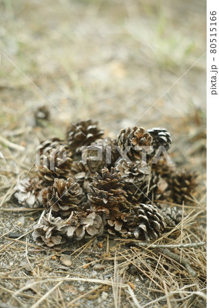 キャンプ場からの散歩道 発見 松ぼっくりの山 Pinecone キャンプ場からの散歩道 発見 松ぼっくりの山 Pinecone 80515166