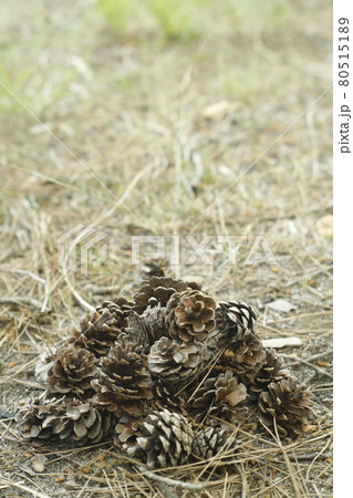 キャンプ場からの散歩道　発見　松ぼっくりの山 Pinecone 80515189