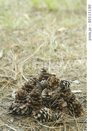 キャンプ場からの散歩道　発見　松ぼっくりの山 Pinecone 80515190