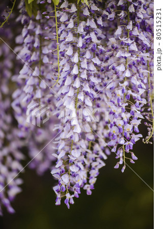 Flowers of wisteria close-up shot 80515231