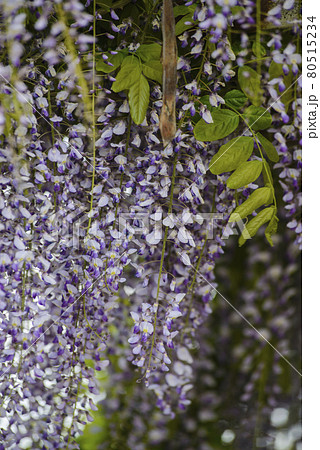 Wisteria flowers and leaves Wisteria flowers and leaves 80515234