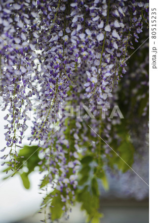 Flowers and leaves of wisteria tree Flowers and leaves of wisteria tree 80515235