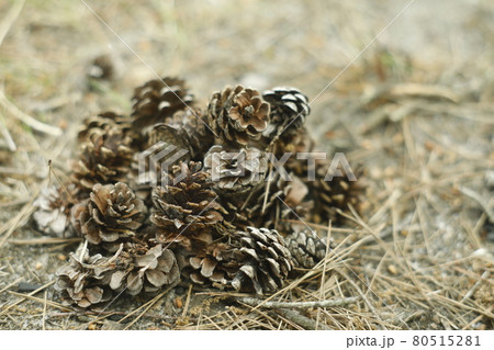 キャンプ場からの散歩道 発見 松ぼっくりの山 Pinecone キャンプ場からの散歩道 発見 松ぼっくりの山 Pinecone 80515281