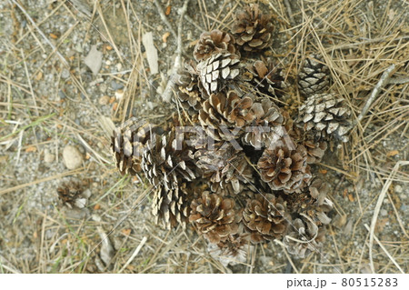 キャンプ場からの散歩道　発見　松ぼっくりの山 Pinecone 80515283