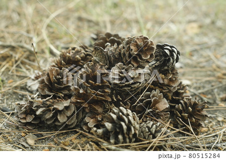 キャンプ場からの散歩道 発見 松ぼっくりの山 Pinecone キャンプ場からの散歩道 発見 松ぼっくりの山 Pinecone 80515284