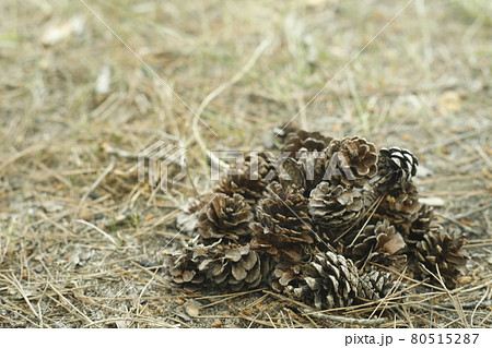 キャンプ場からの散歩道　発見　松ぼっくりの山 Pinecone 80515287
