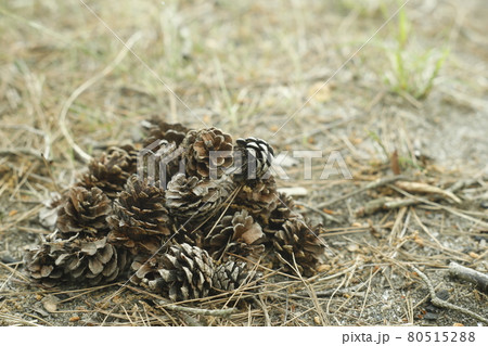 キャンプ場からの散歩道 発見 松ぼっくりの山 Pinecone キャンプ場からの散歩道 発見 松ぼっくりの山 Pinecone 80515288