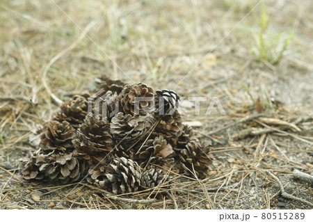 キャンプ場からの散歩道 発見 松ぼっくりの山 Pinecone キャンプ場からの散歩道 発見 松ぼっくりの山 Pinecone 80515289
