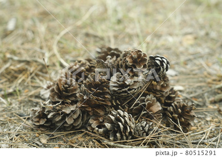 キャンプ場からの散歩道 発見 松ぼっくりの山 Pinecone キャンプ場からの散歩道 発見 松ぼっくりの山 Pinecone 80515291