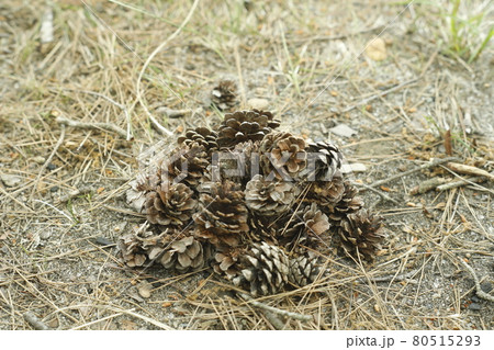 キャンプ場からの散歩道　発見　松ぼっくりの山 Pinecone 80515293