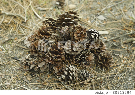 キャンプ場からの散歩道　発見　松ぼっくりの山 Pinecone 80515294