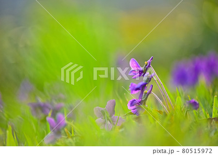 花 野生の花 植物の写真素材