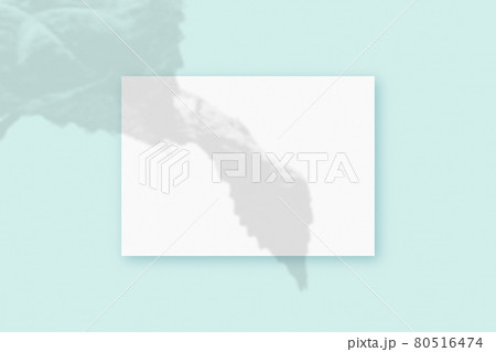 Natural light casts shadows from the plant on a rectangular sheet of white A4 paper lying on a blue textured background. Mockup Natural light casts shadows from the plant on a rectangular sheet of white A4 paper lying on a blue textured background. Mockup 80516474