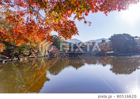 奈良県奈良市奈良公園内 紅葉の美しい鷺池に浮かぶ浮見堂 奈良県奈良市奈良公園内 紅葉の美しい鷺池に浮かぶ浮見堂 80516620