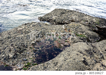 海の一面 80516627
