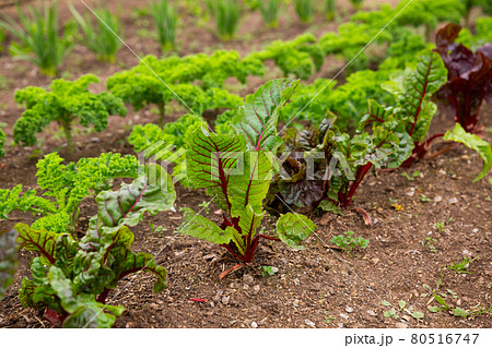 Rows of harvest of beet in garden outdoor, nobody Rows of harvest of beet in garden outdoor, nobody 80516747