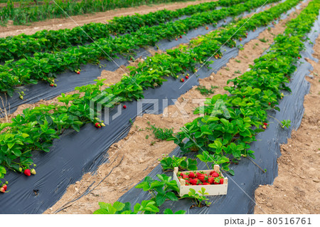 Freshly picked organic strawberry in wooden box 80516761