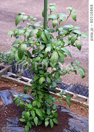 家庭菜園のモロヘイヤ 家庭菜園のモロヘイヤ 80516868
