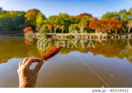 奈良県奈良市奈良公園内　紅葉の美しい朝の鷺池と秋色の桜葉 80516932