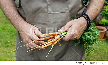 Human hands holding a carrot with leaves. Autumn harvest concept. Farmer organic products. Healthy food agriculture. Male hands holding a fresh vegetables Human hands holding a carrot with leaves. Autumn harvest concept. Farmer organic products. Healthy food agriculture. Male hands holding a fresh vegetables 80516977