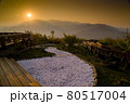 桜 さくら サクラ 80517004