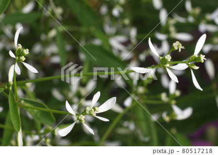 Trachelospermum jasminoides. Closeup of the white tiny petals of a star jasmine vine with green background in a garden. 80517218