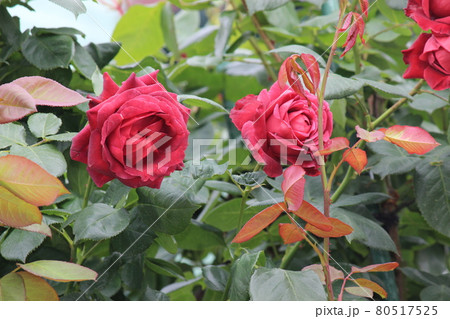 ピンク　しっとり咲く薔薇 80517525