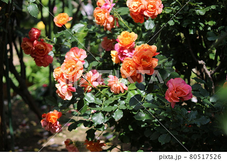 薔薇　黄のコントラスト　ばら 80517526